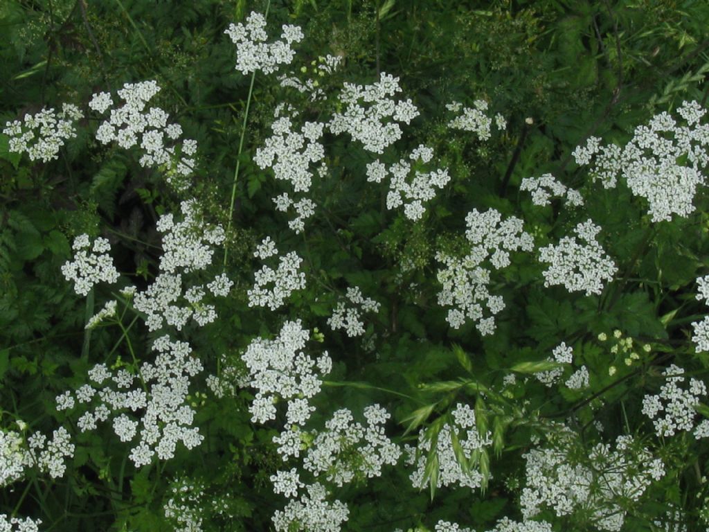 Chaerophyllum temulum / Cerfoglio temulo