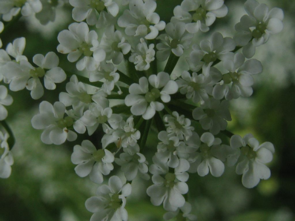 Chaerophyllum temulum / Cerfoglio temulo