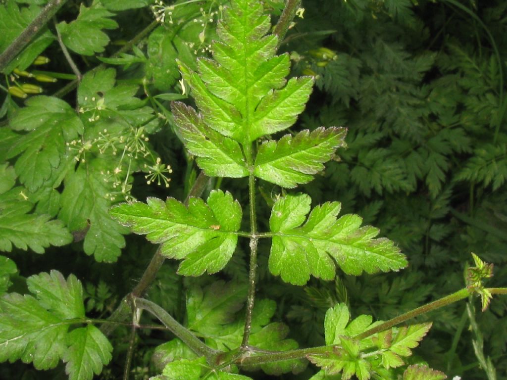 Chaerophyllum temulum / Cerfoglio temulo