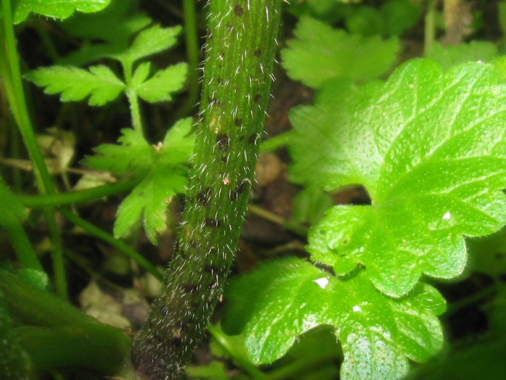 Chaerophyllum temulum / Cerfoglio temulo