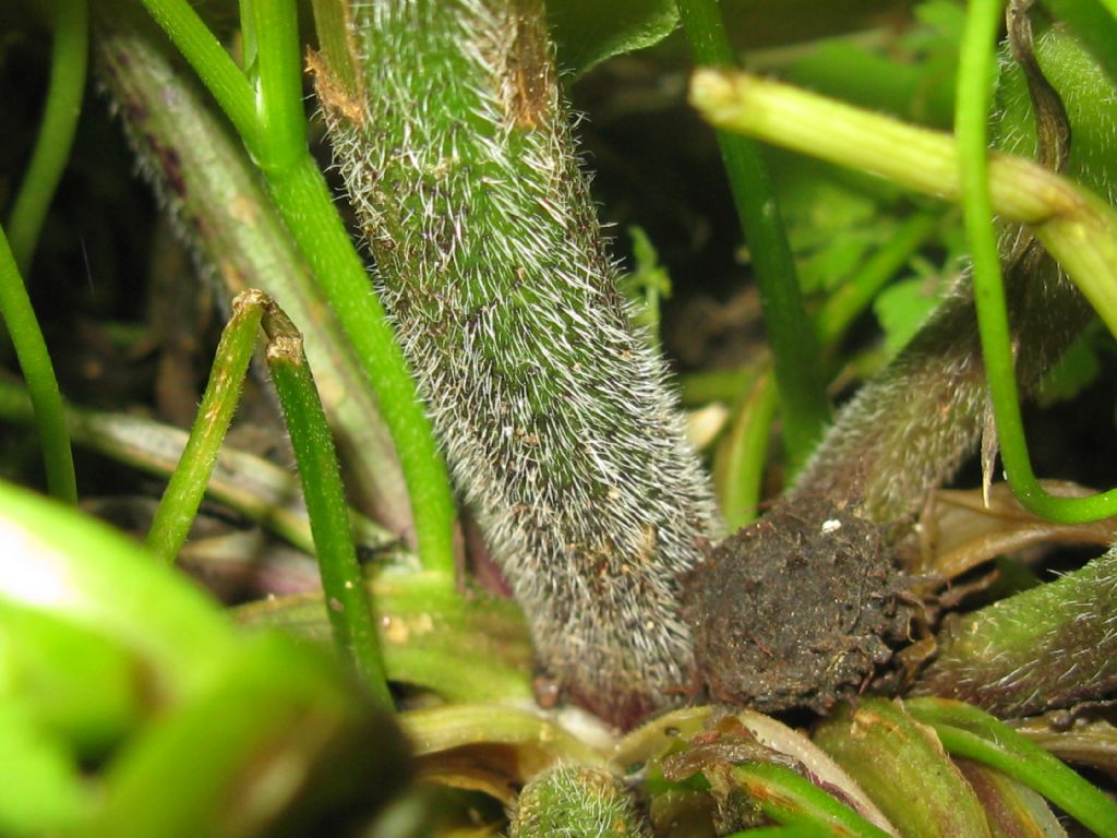 Chaerophyllum temulum / Cerfoglio temulo