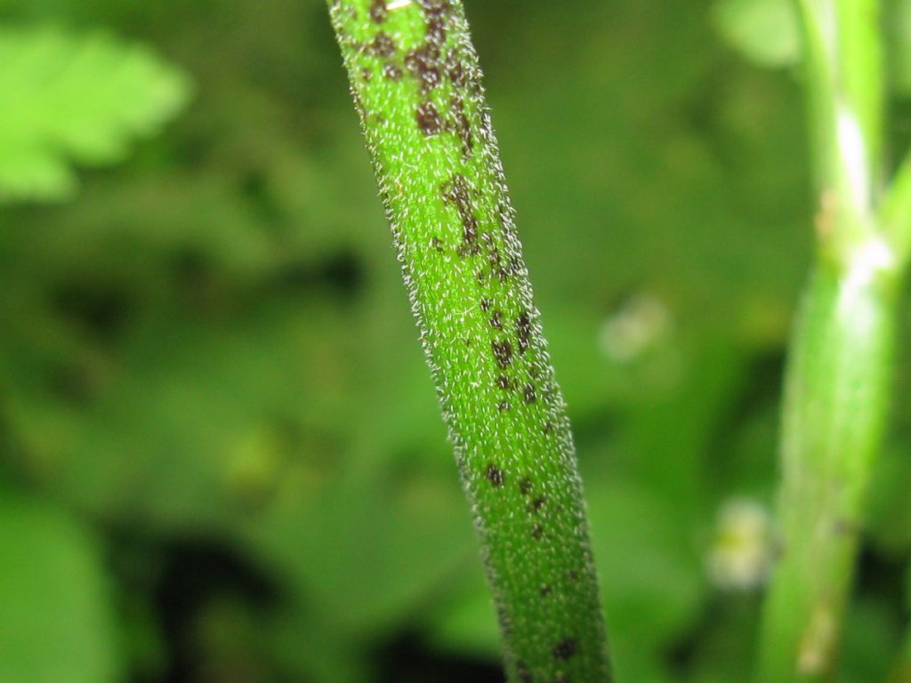 Chaerophyllum temulum / Cerfoglio temulo