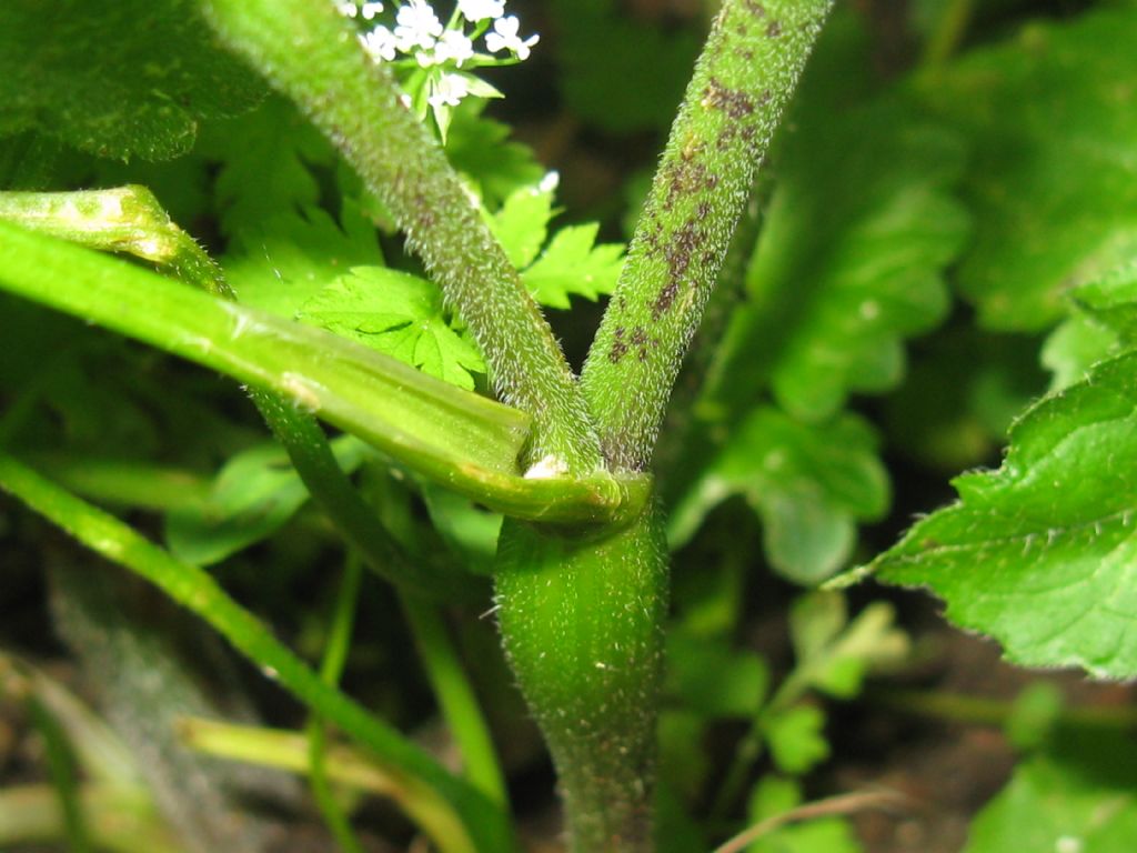 Chaerophyllum temulum / Cerfoglio temulo