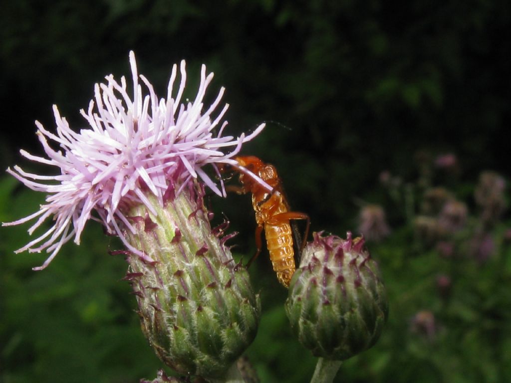 Rhagonycha fulva? S !