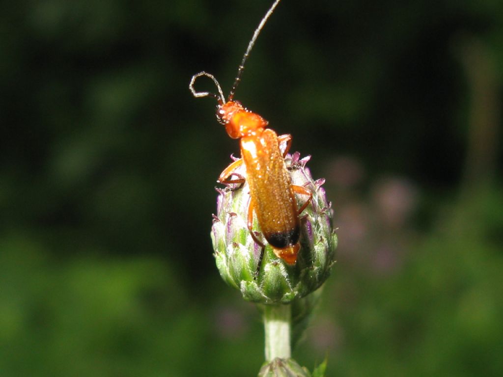 Rhagonycha fulva? S !
