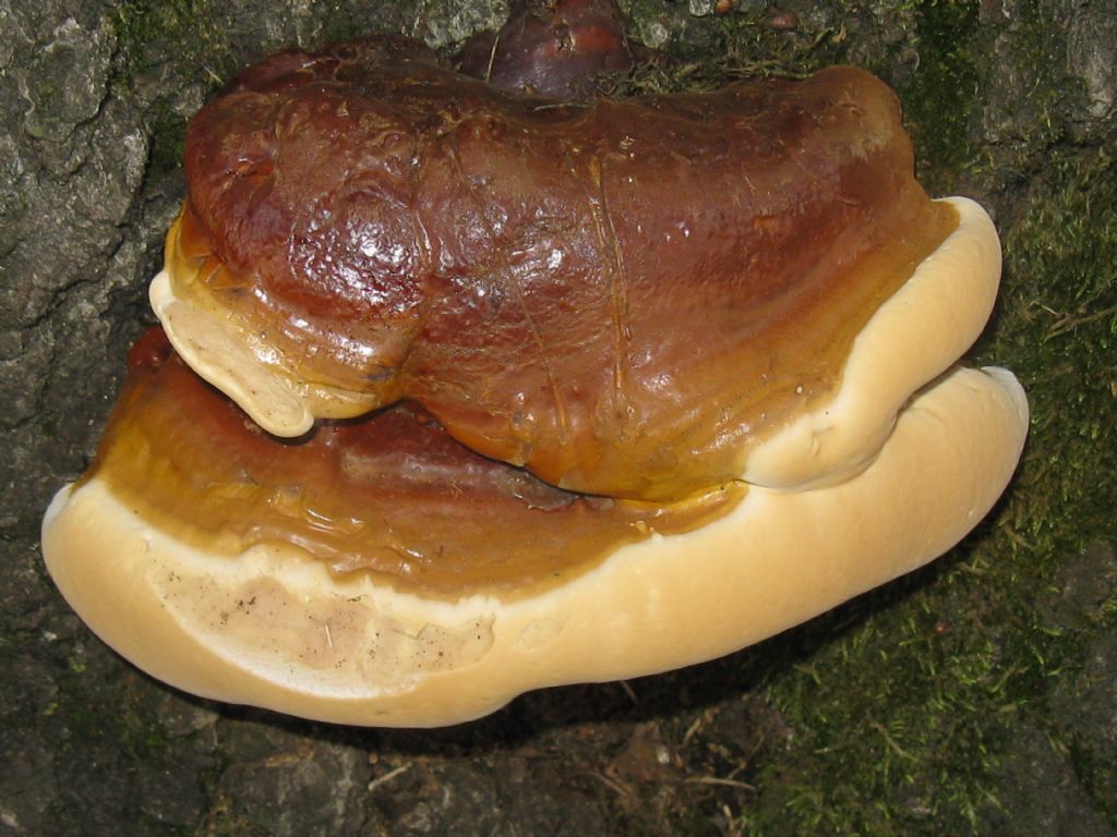 Ganoderma sp. o...?