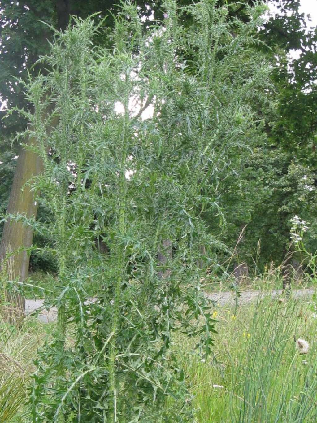 Cirsium vulgare? No, Carduus acanthoides
