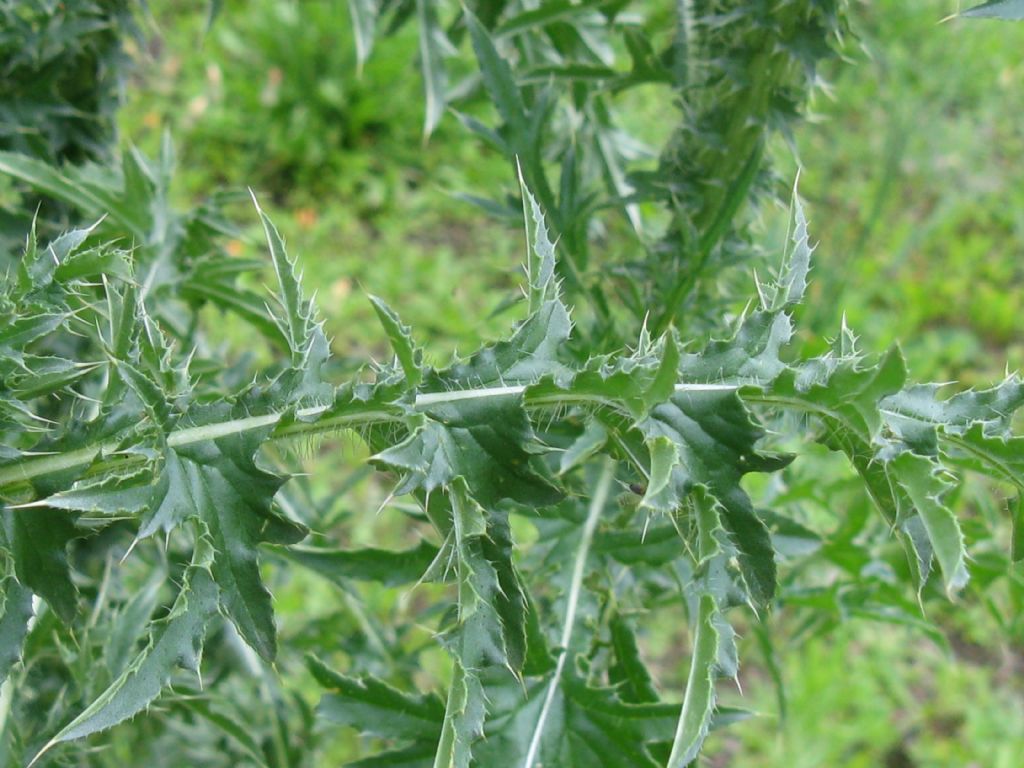 Cirsium vulgare? No, Carduus acanthoides