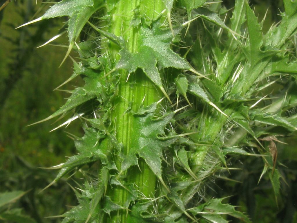 Cirsium vulgare? No, Carduus acanthoides