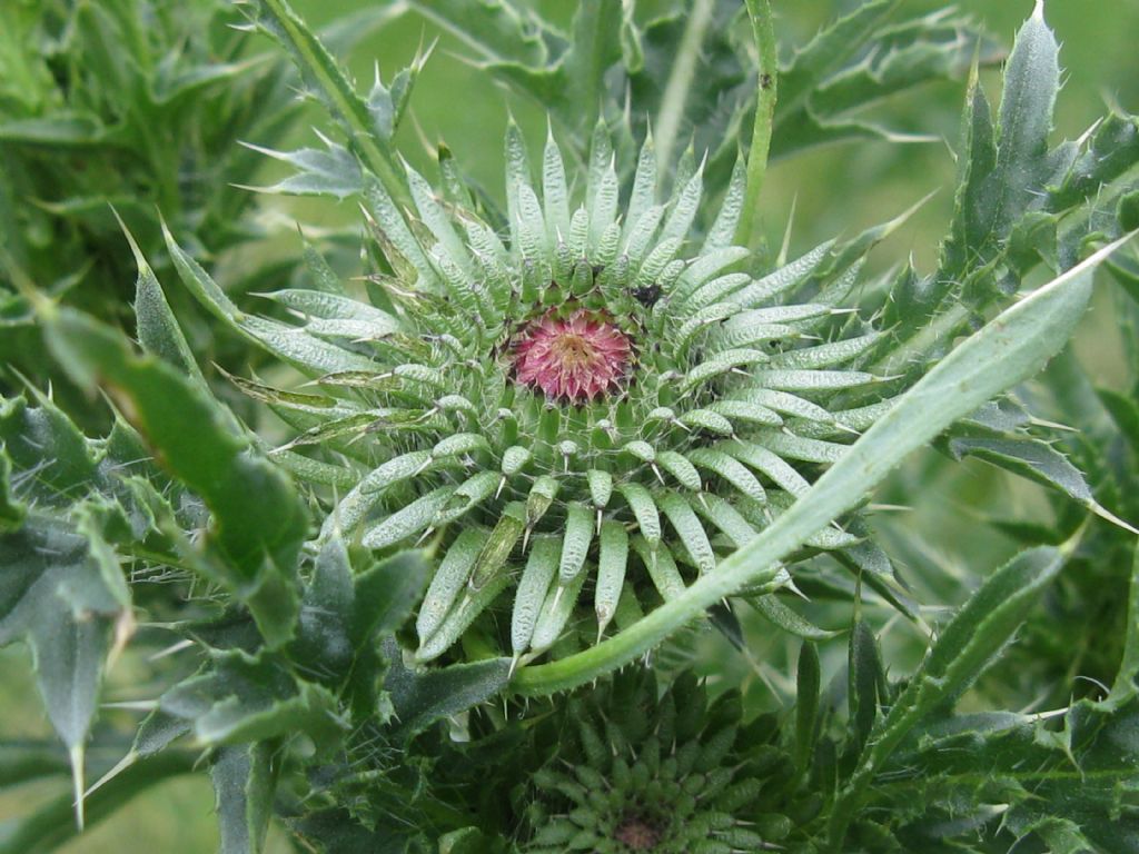 Cirsium vulgare? No, Carduus acanthoides