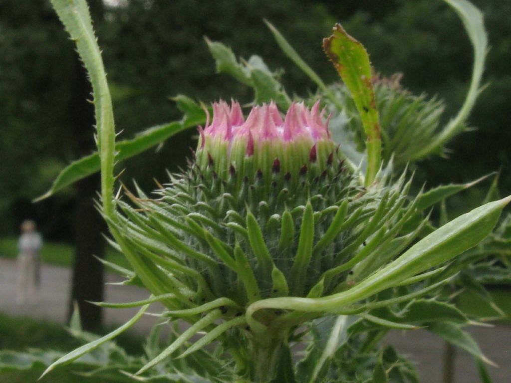 Cirsium vulgare? No, Carduus acanthoides