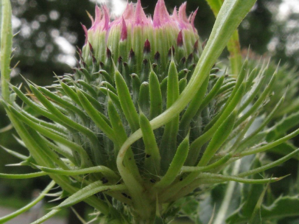 Cirsium vulgare? No, Carduus acanthoides