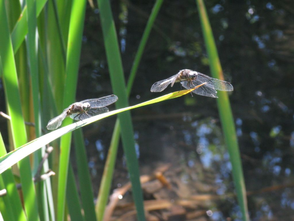 Quale Orthetrum? - Libellula fulva