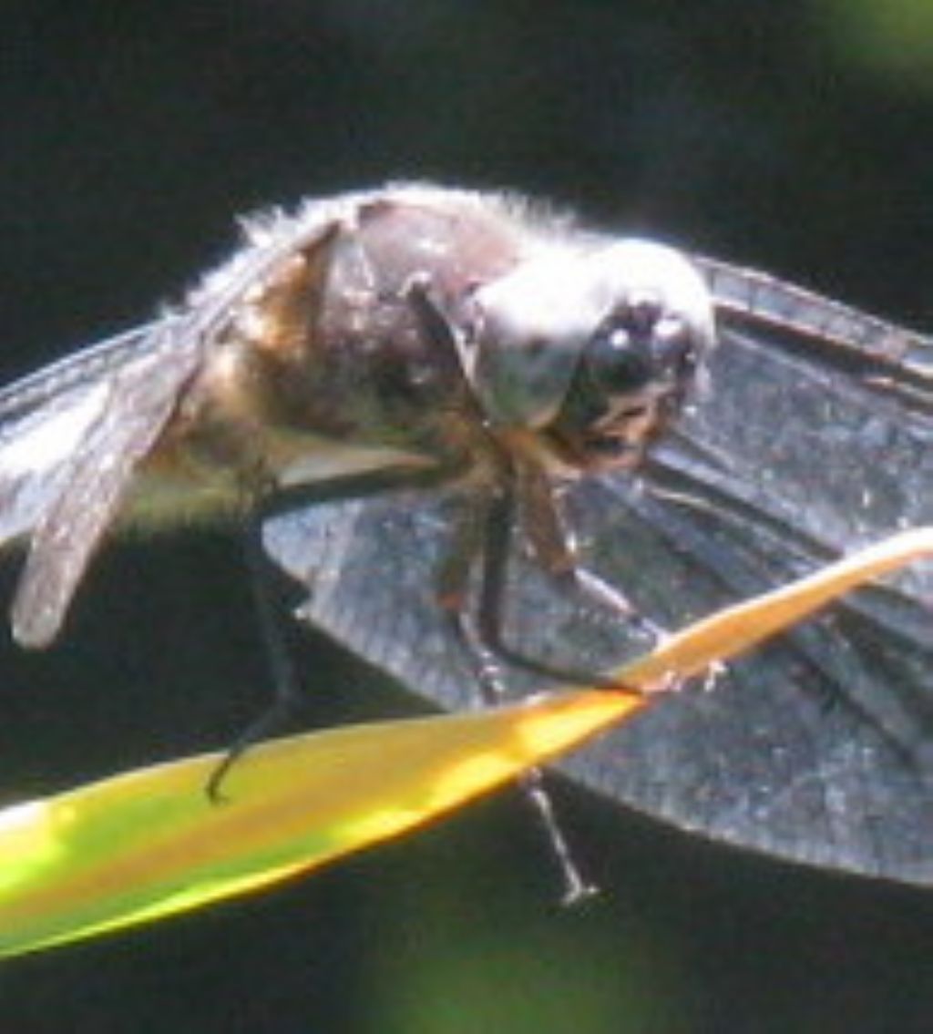 Quale Orthetrum? - Libellula fulva