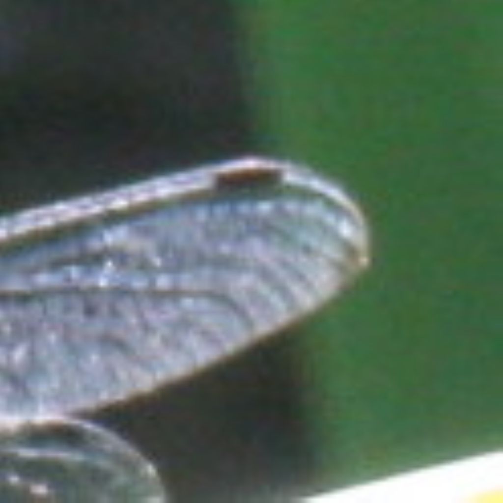 Quale Orthetrum? - Libellula fulva