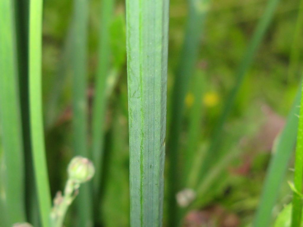 Hypocaeris radicata e Crepis capillaris