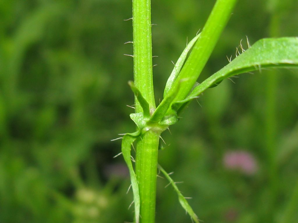 Hypocaeris radicata e Crepis capillaris