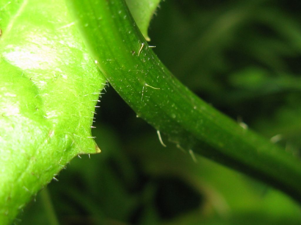 Hypocaeris radicata e Crepis capillaris