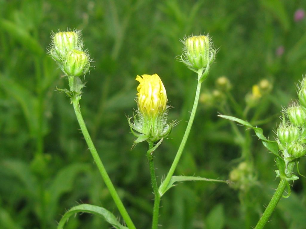 Hypocaeris radicata e Crepis capillaris