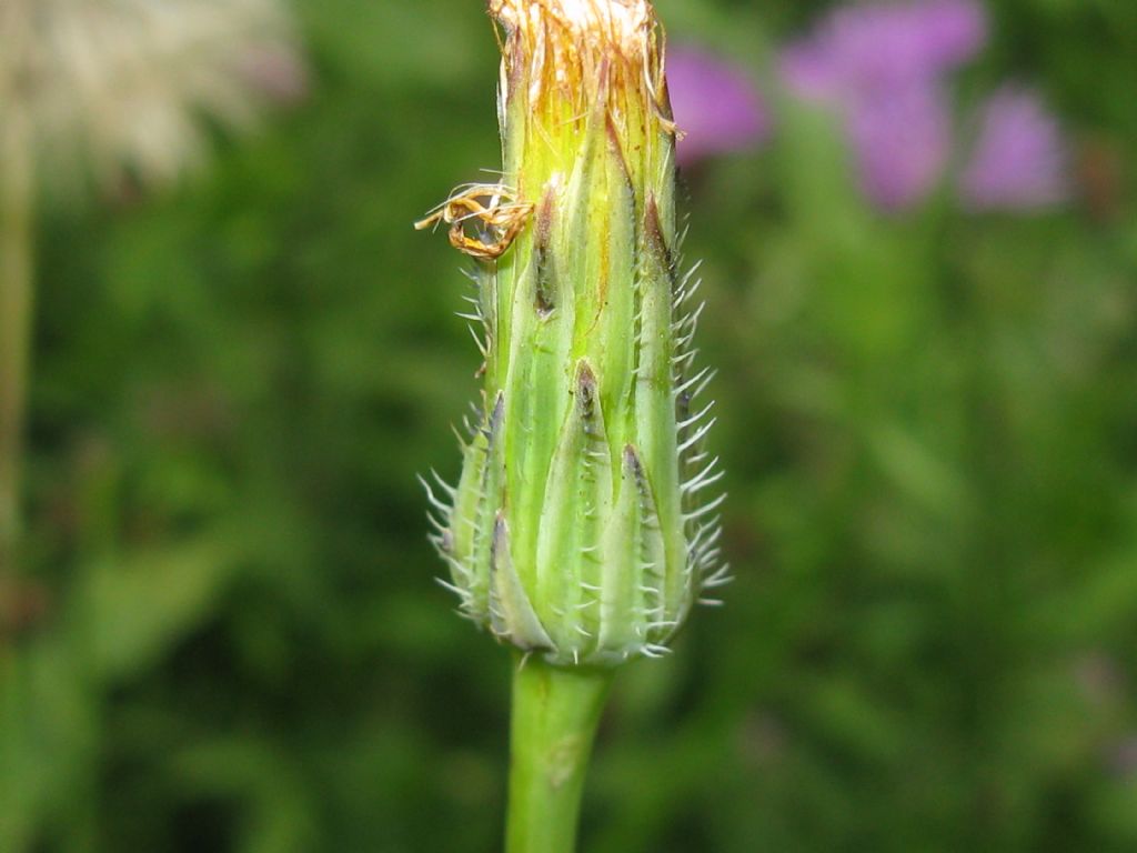 Hypocaeris radicata e Crepis capillaris