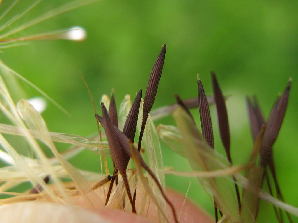 Hypocaeris radicata e Crepis capillaris