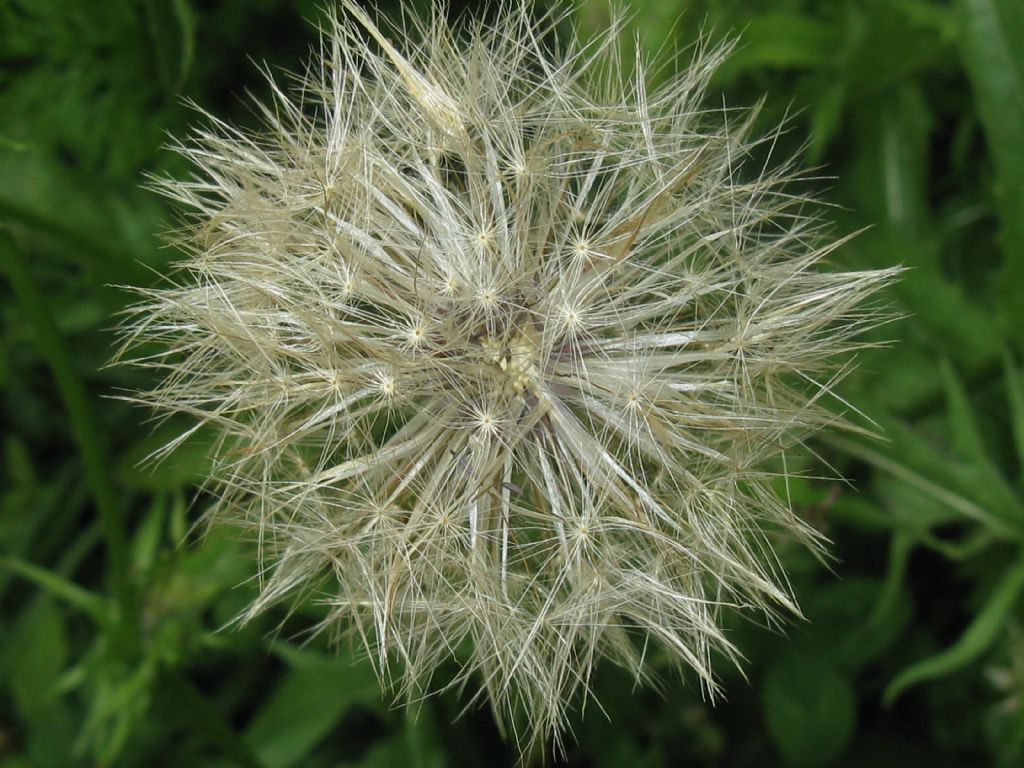 Hypocaeris radicata e Crepis capillaris