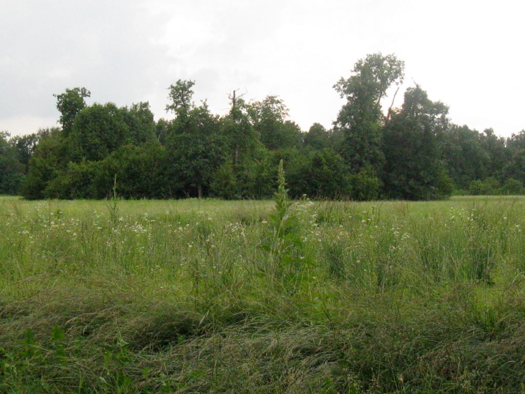 Hypocaeris radicata e Crepis capillaris