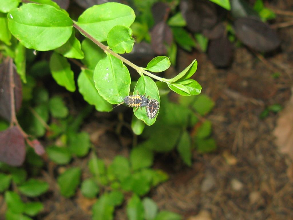 Larva di Harmonia axyridis in muta? larva e pupa.