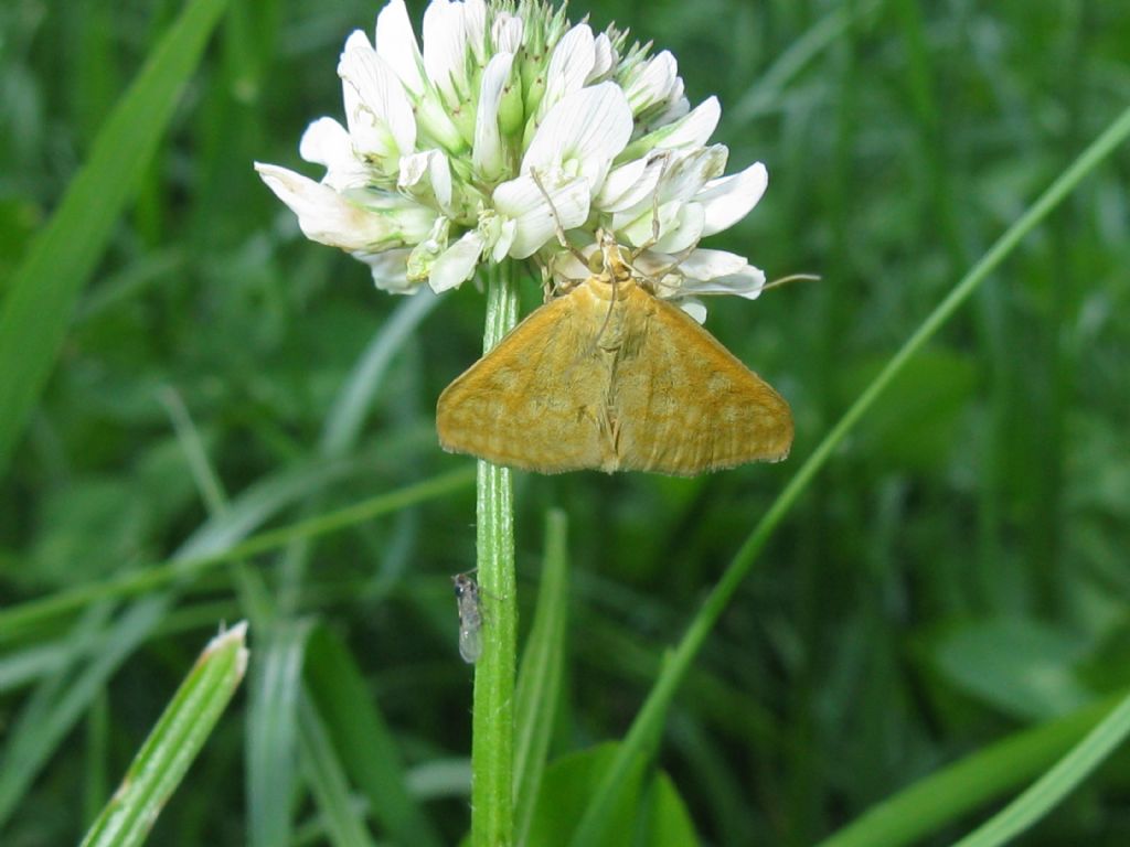 Sitochroa verticalis - Crambidae