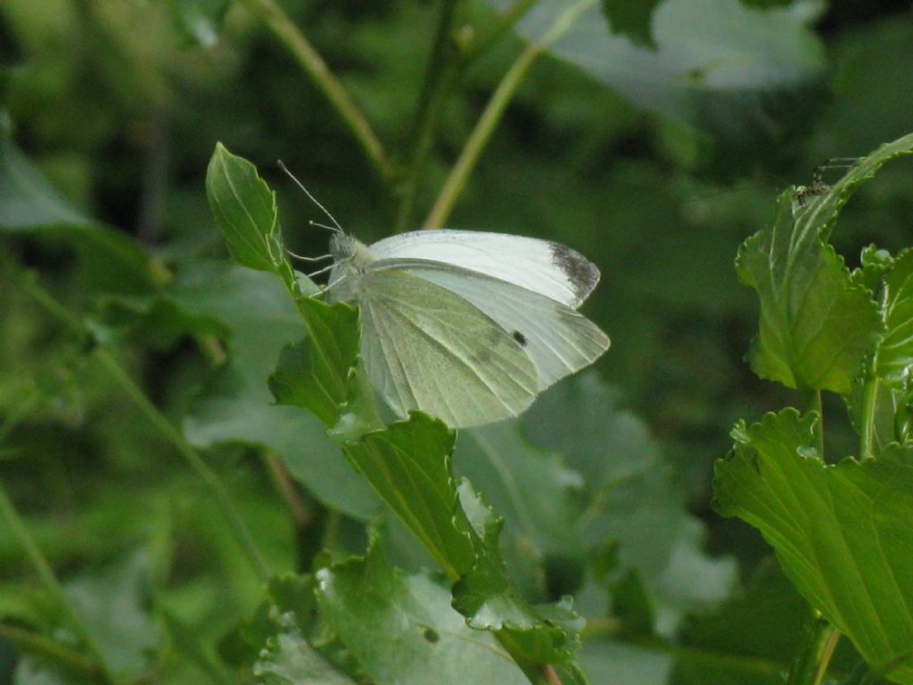 Pieris rapae?