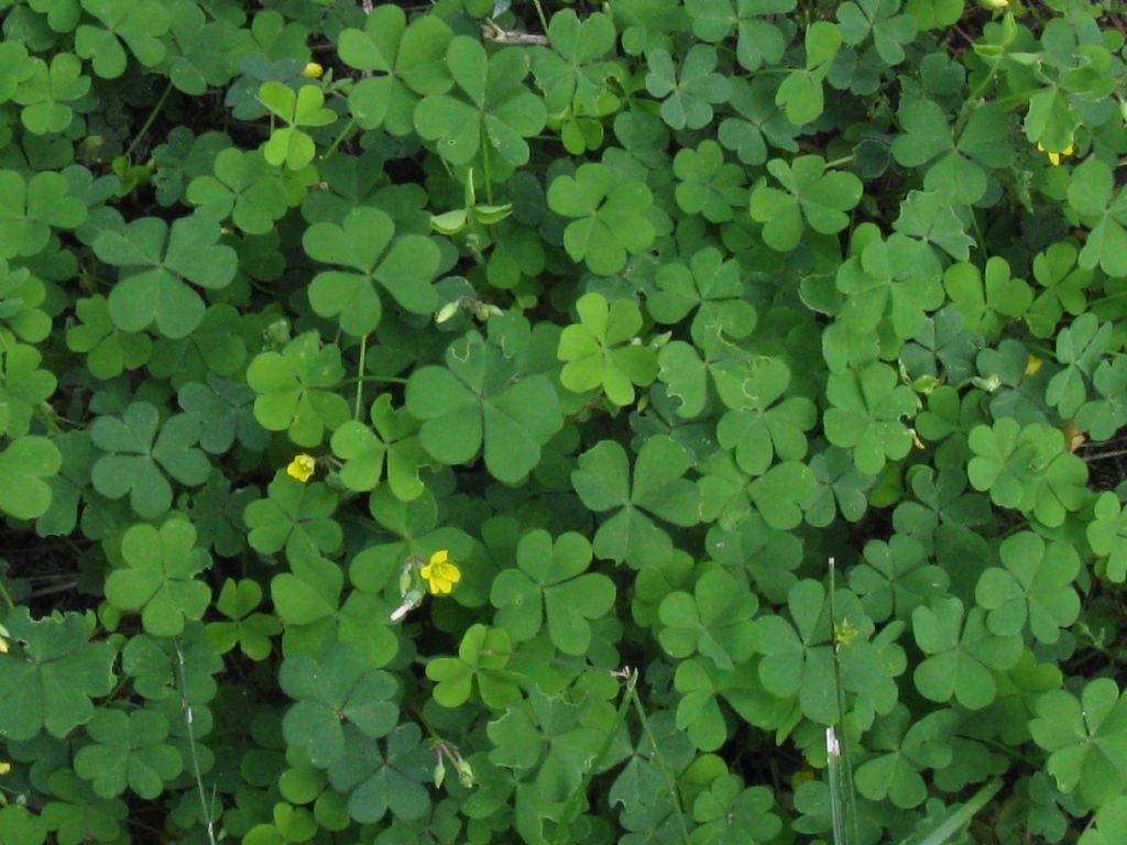 Quale Oxalis? Oxalis corniculata e Oxalis sp.