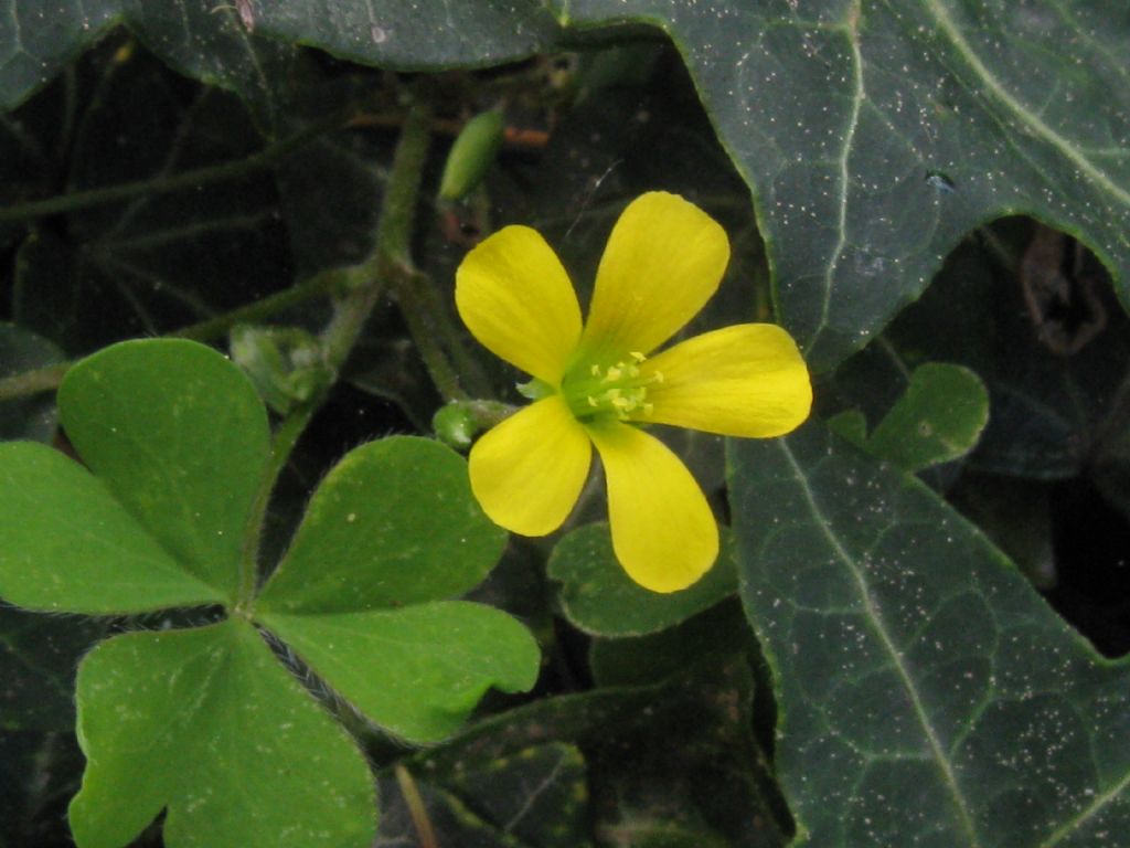 Quale Oxalis? Oxalis corniculata e Oxalis sp.