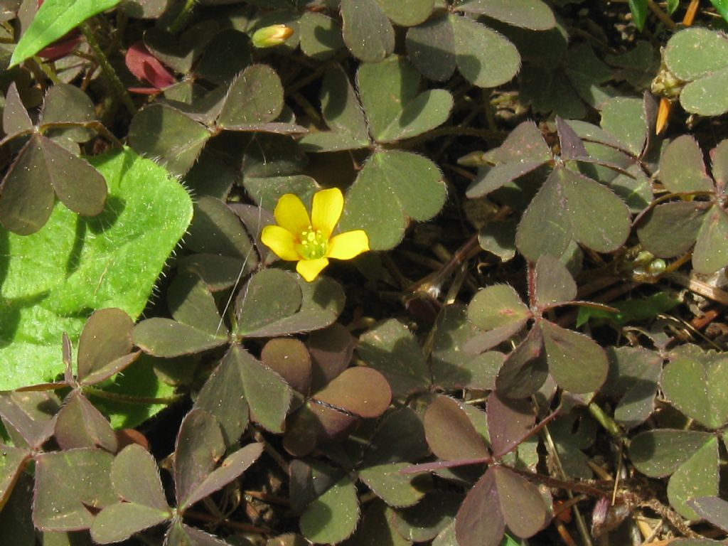 Quale Oxalis? Oxalis corniculata e Oxalis sp.