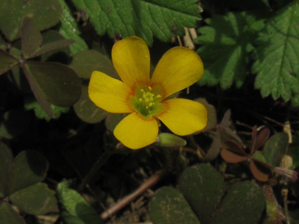 Quale Oxalis? Oxalis corniculata e Oxalis sp.