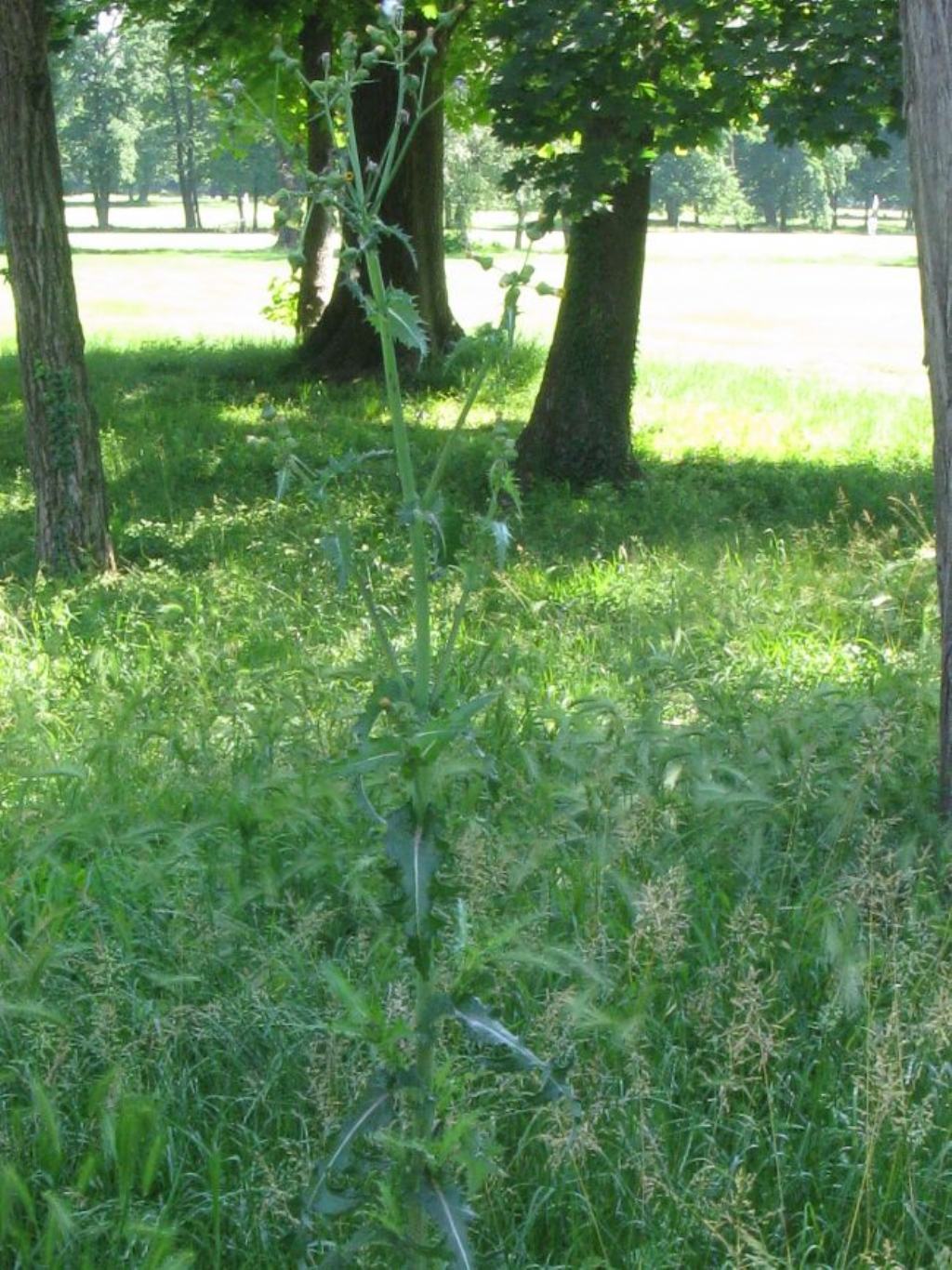 Asteraceae: Sonchus asper