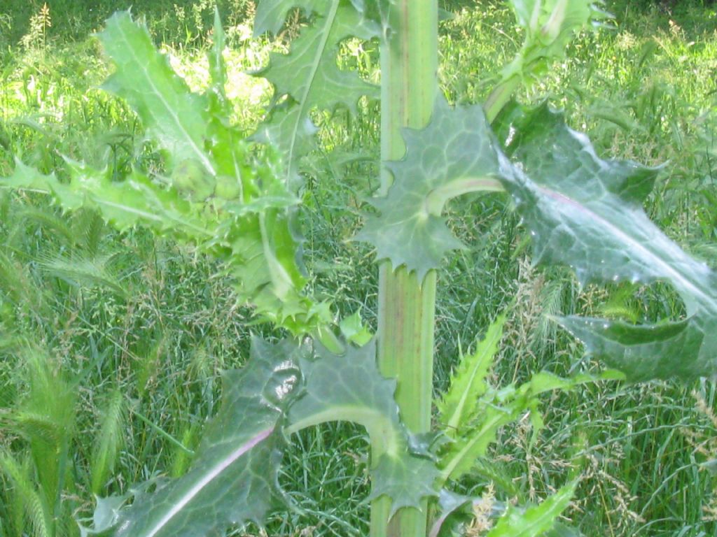 Asteraceae: Sonchus asper