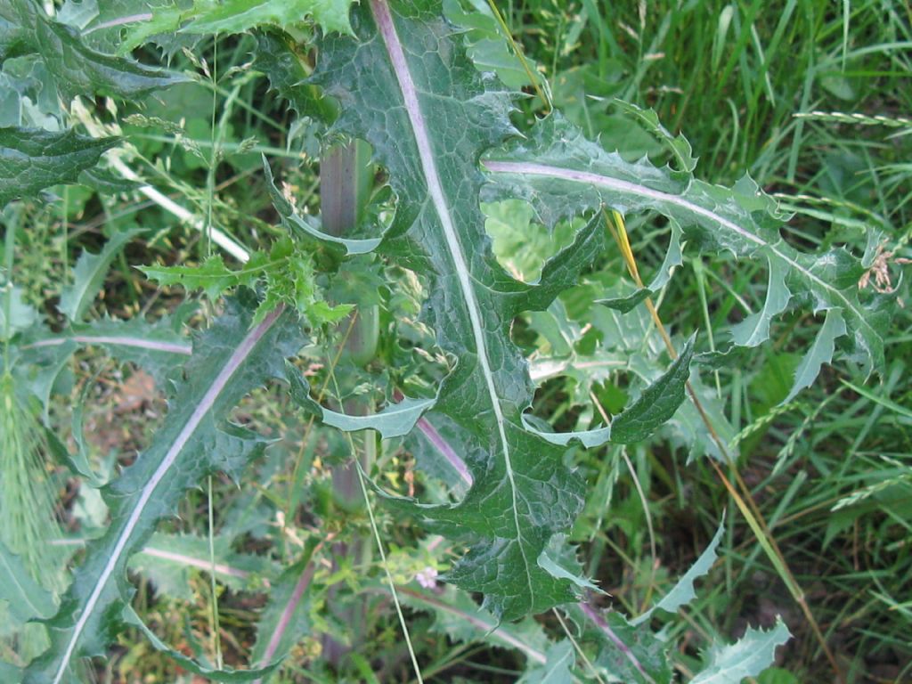 Asteraceae: Sonchus asper