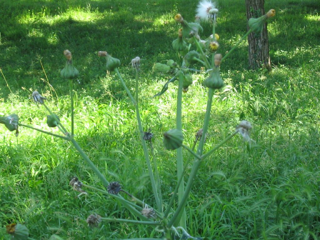 Asteraceae: Sonchus asper