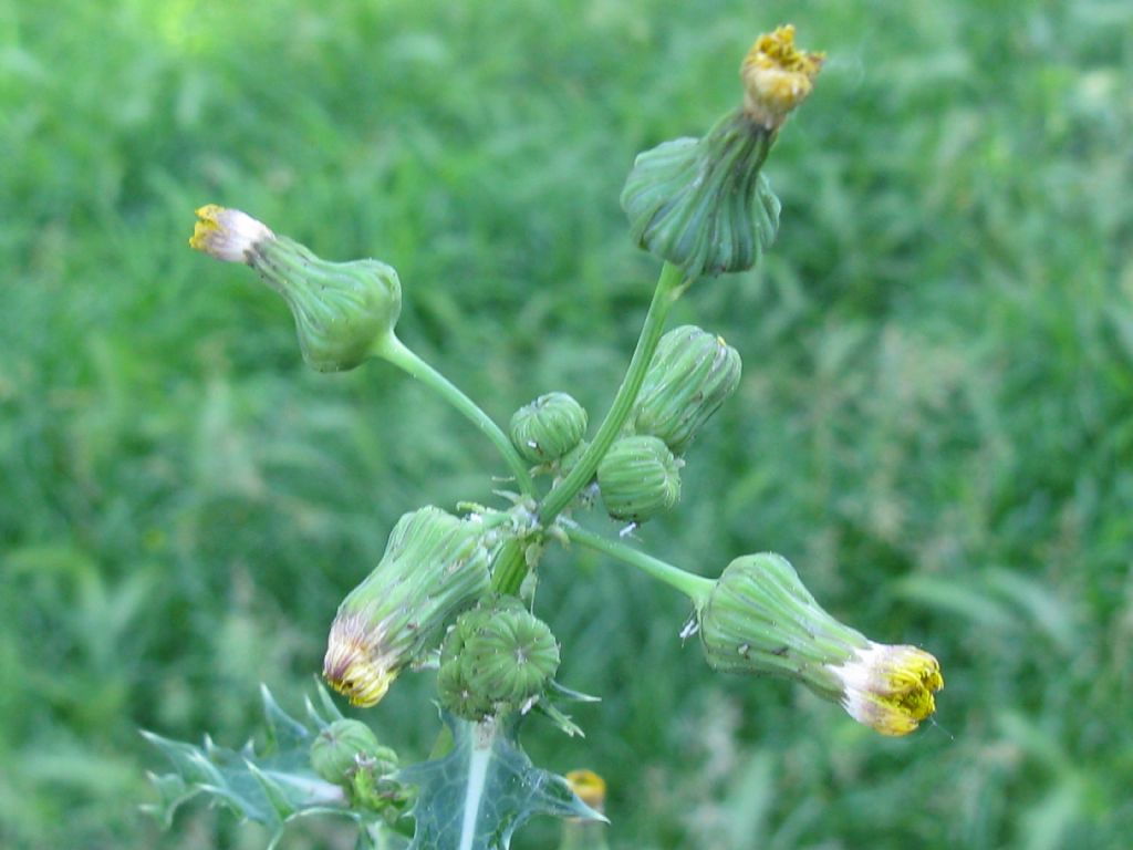 Asteraceae: Sonchus asper