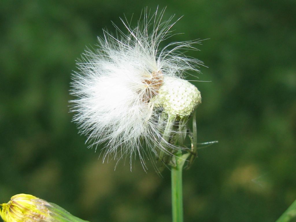 Asteraceae: Sonchus asper