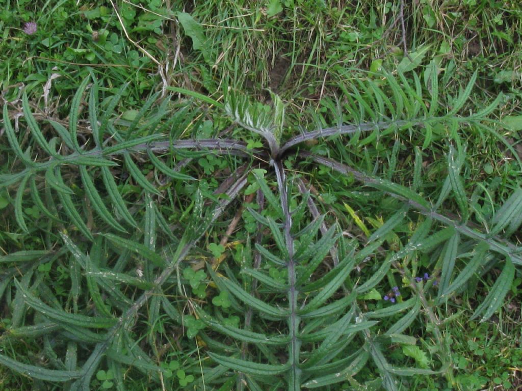 Cirsium eriophorum (Asteraceae)