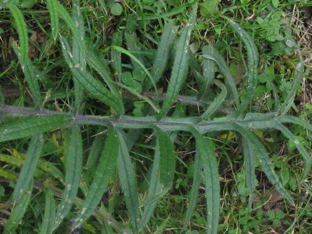 Cirsium eriophorum (Asteraceae)