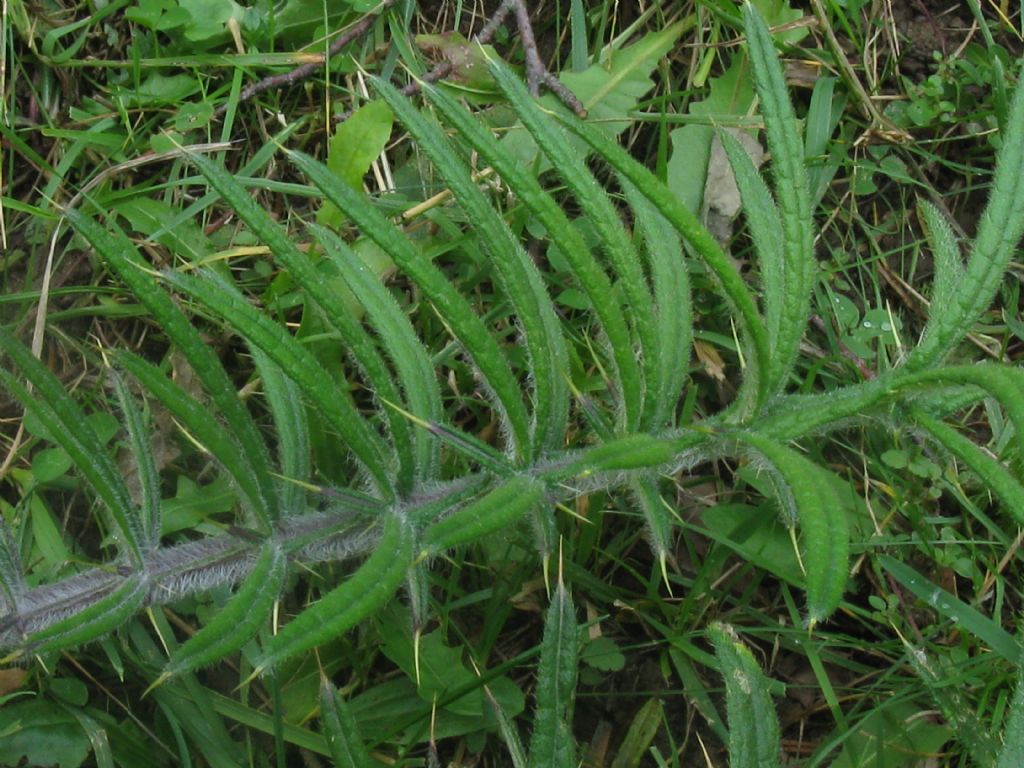 Cirsium eriophorum (Asteraceae)