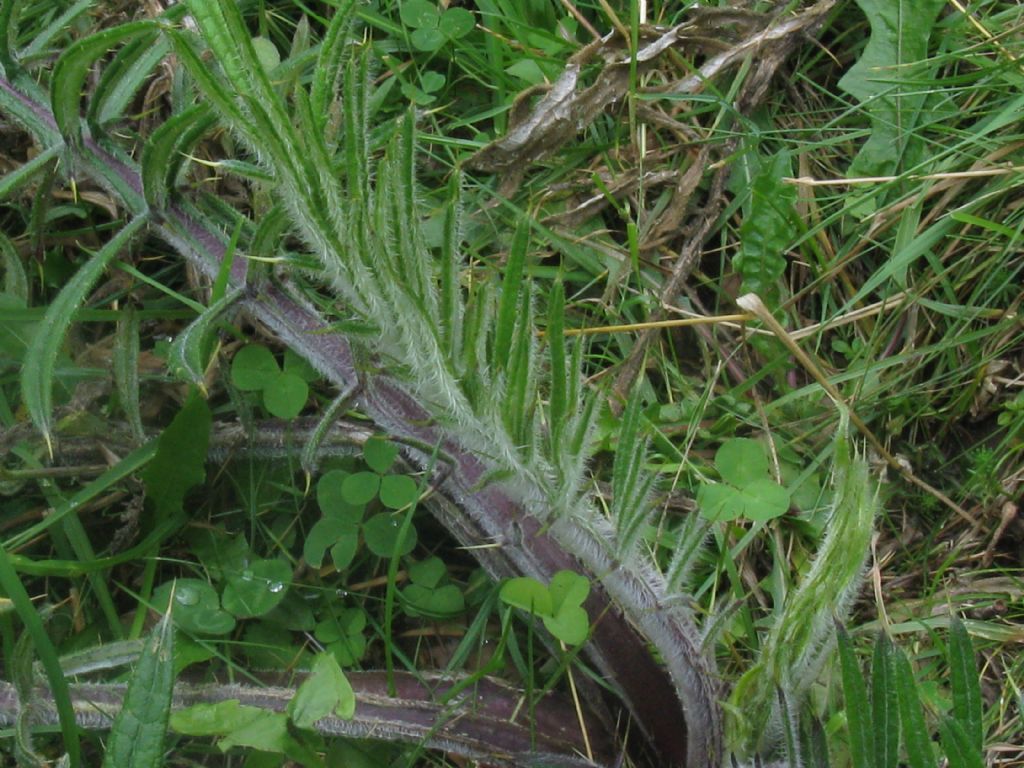 Cirsium eriophorum (Asteraceae)