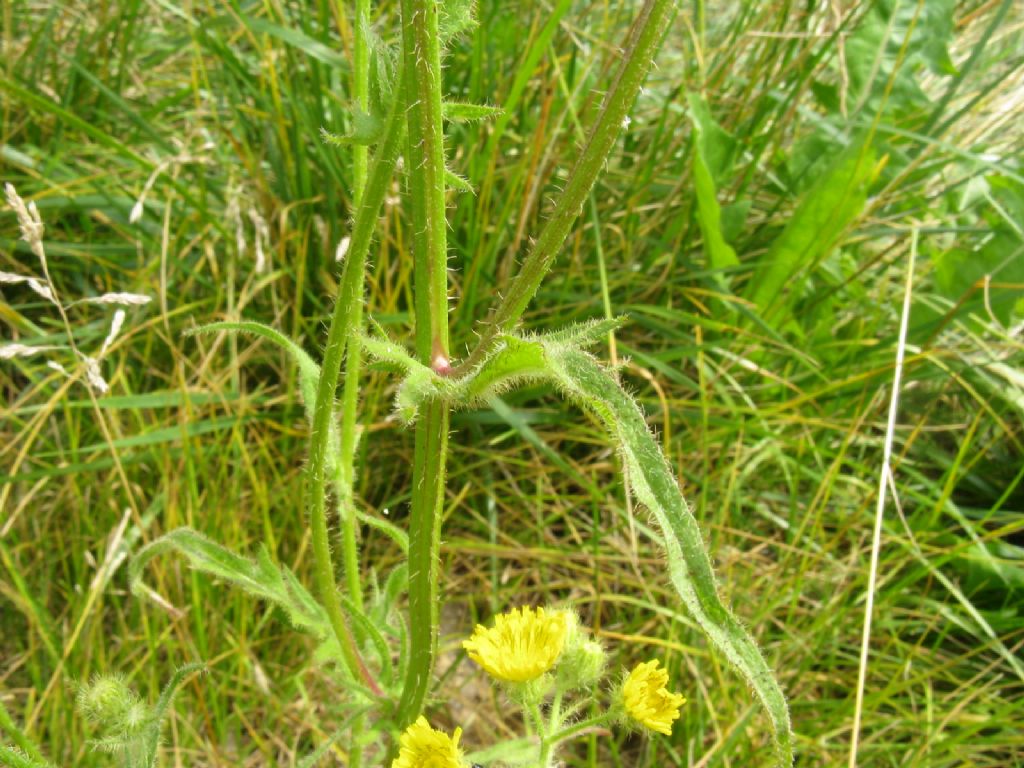 Hypocaeris radicata e Crepis capillaris