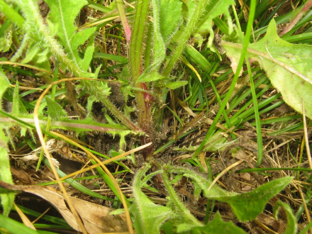 Hypocaeris radicata e Crepis capillaris