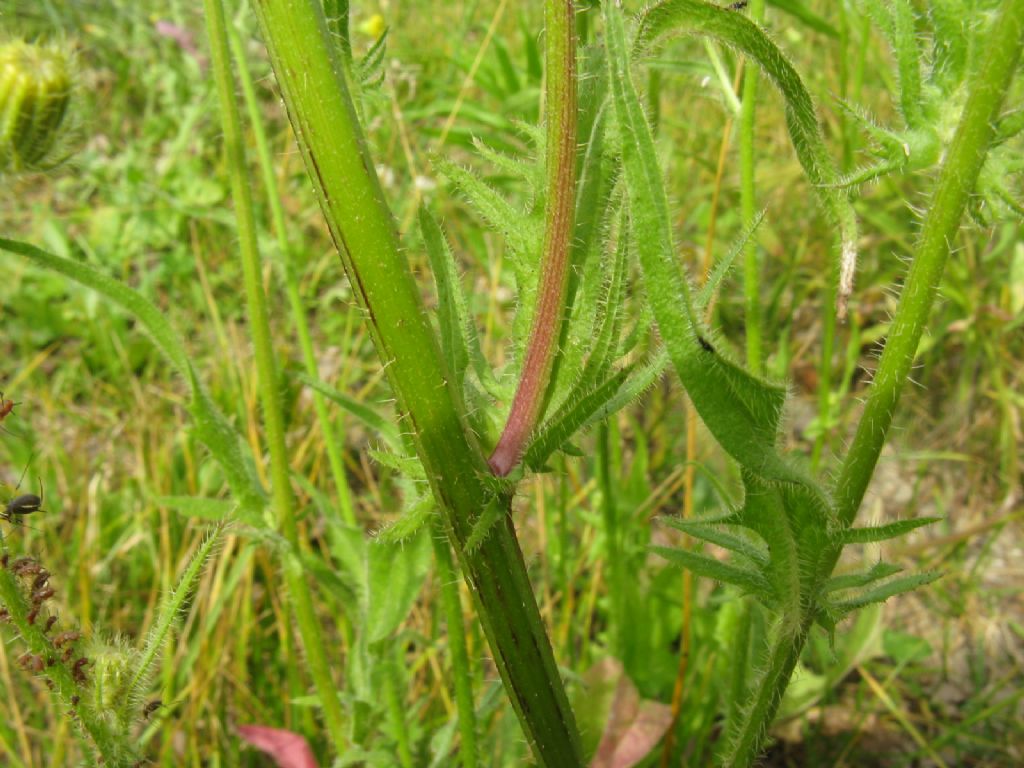 Hypocaeris radicata e Crepis capillaris