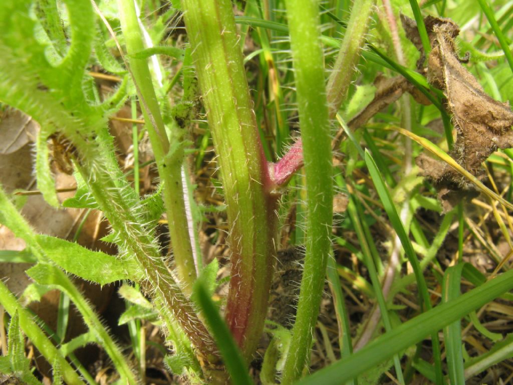 Hypocaeris radicata e Crepis capillaris