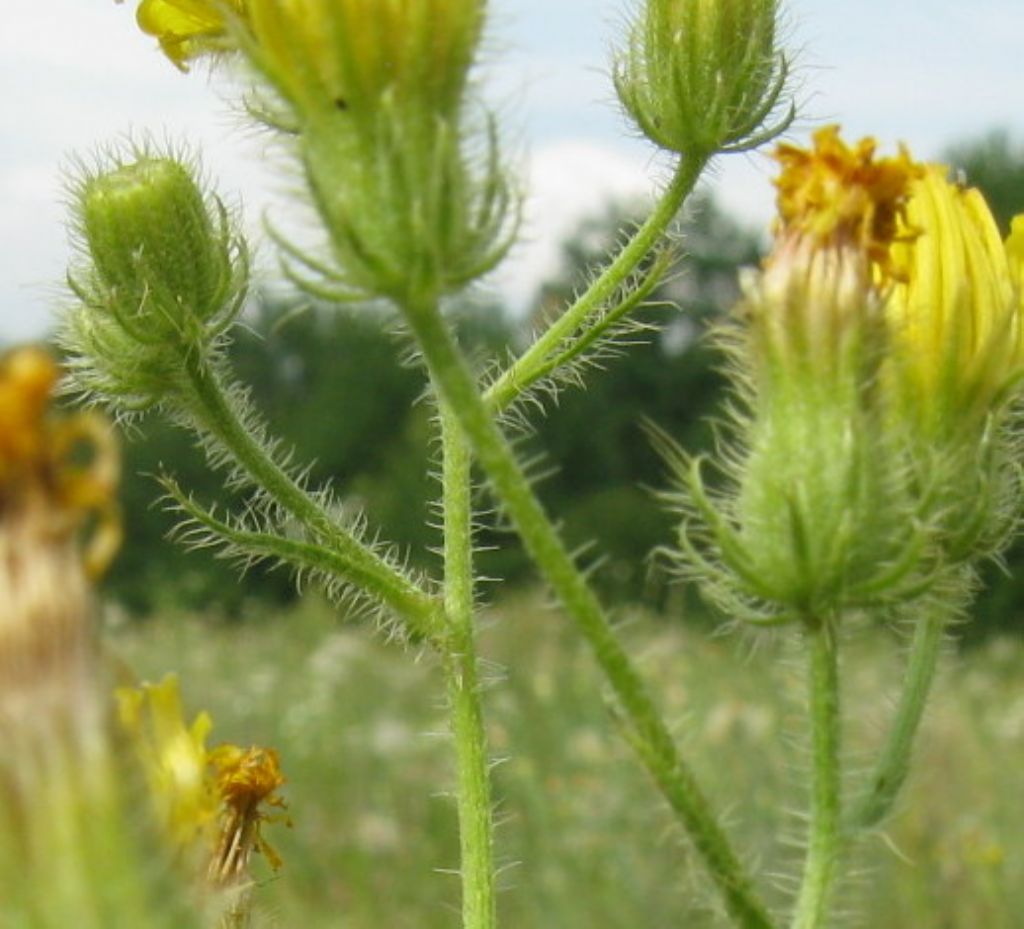 Hypocaeris radicata e Crepis capillaris