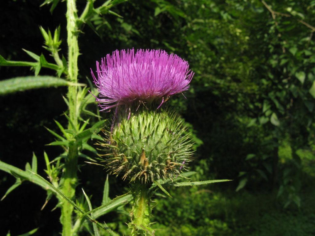 Cirsium vulgare